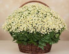 Цветочная композиция из Ромашки в корзине #REPLACE_PRED# Социалистический