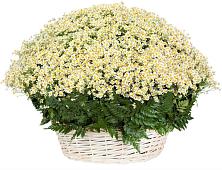 Цветочная композиция из Ромашки в корзине #REPLACE_PRED# Социалистический